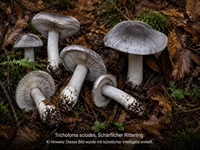 Schärflicher Ritterling1